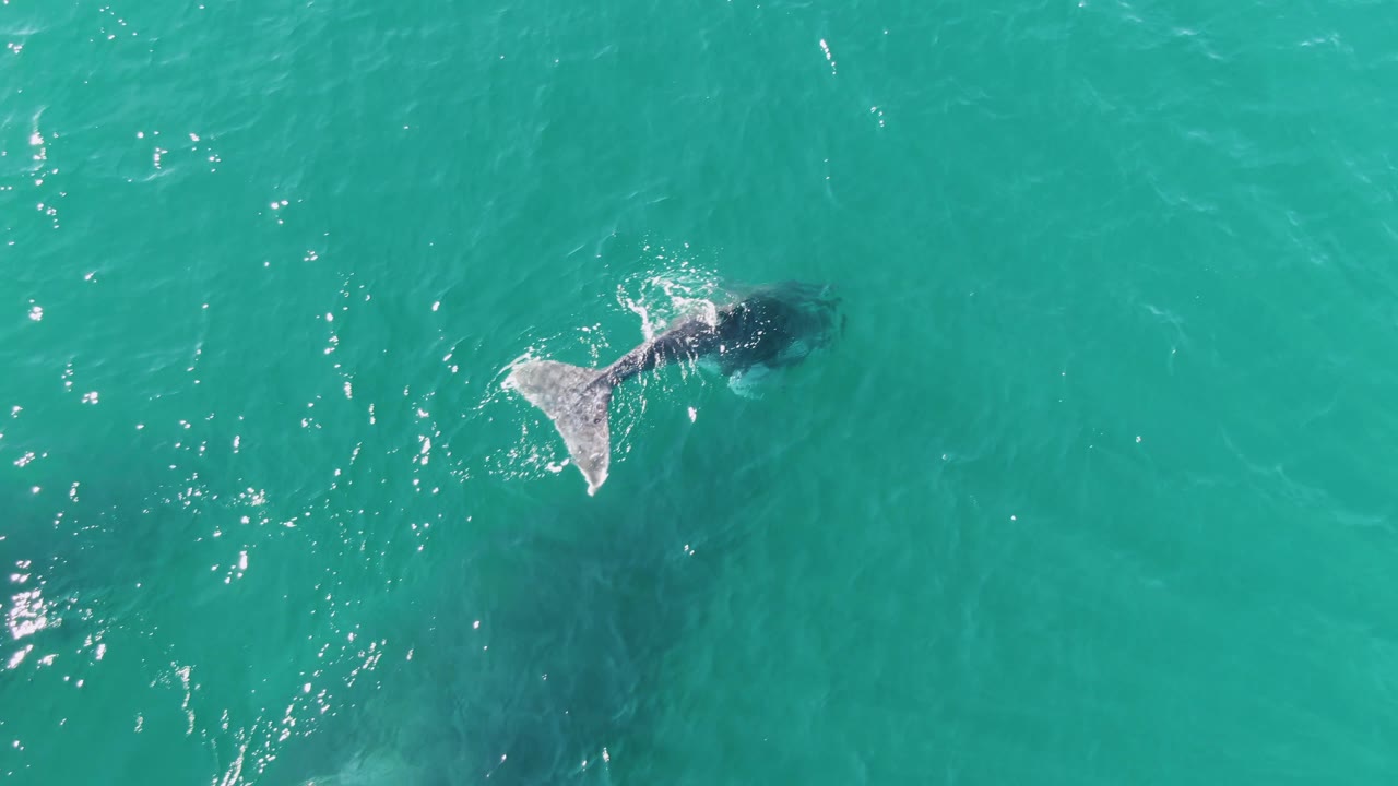A whale tail fluke breaks the turquoise ocean surface at Punta Gorda Beach, Baja California Sur, Mexico, with sun glints and no visible people.