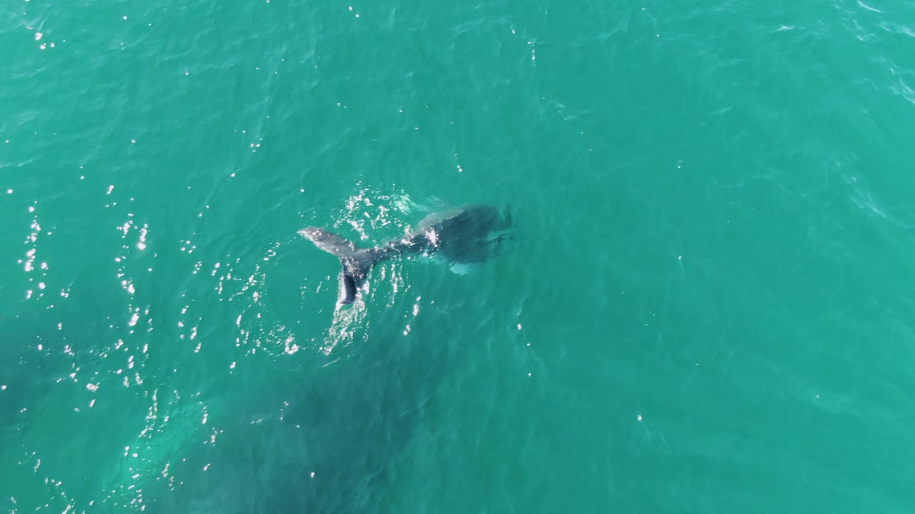 The whale's tail fluke sits nearer the center of the overhead frame at Punta Gorda Beach, with a dark body shape below the clear water and no visible people.