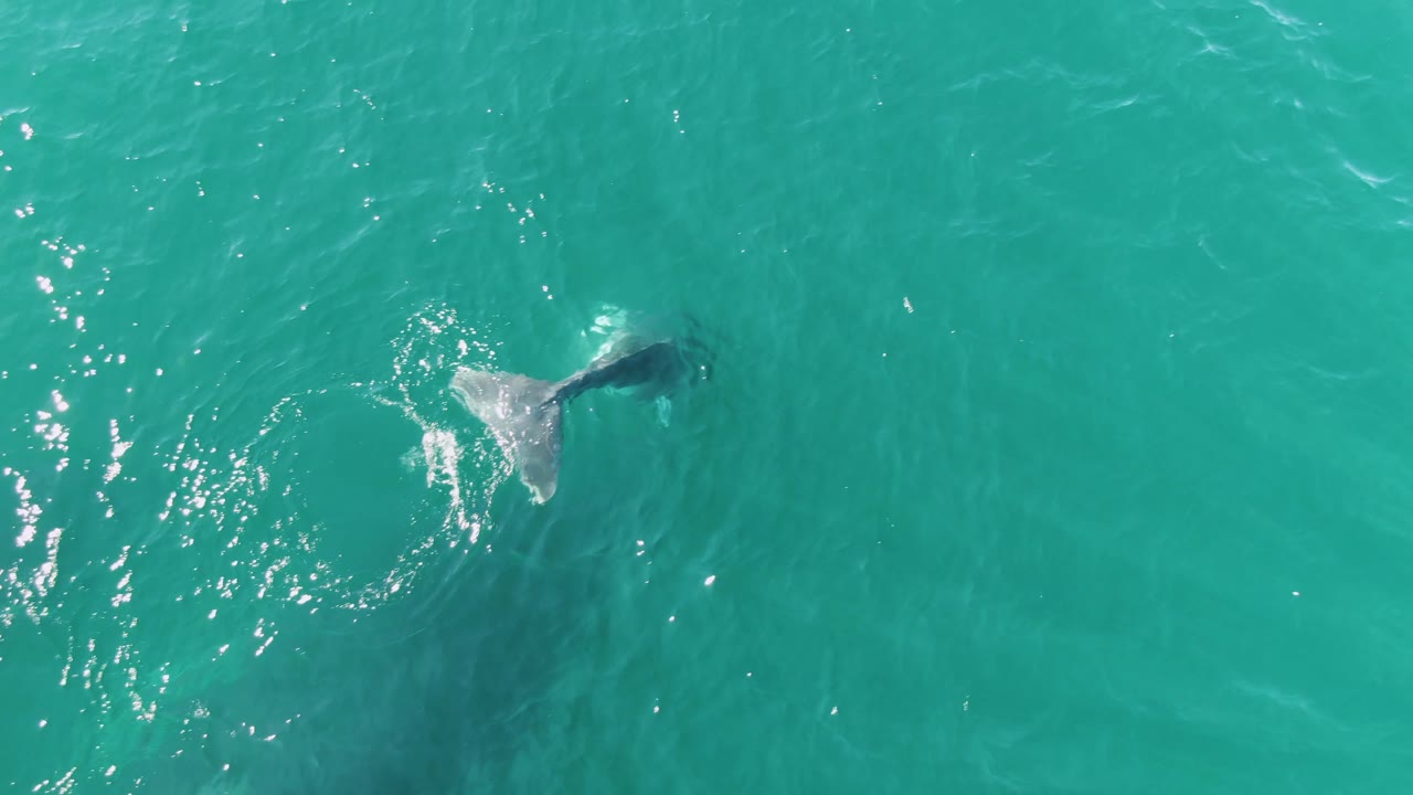 The whale fluke is partly submerged in turquoise water at Punta Gorda Beach, Baja California Sur, Mexico, with a patch of bright ripples and no visible people.