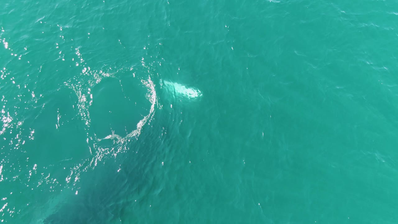 Turquoise water with sun glints and a pale submerged marine animal near a foam arc.