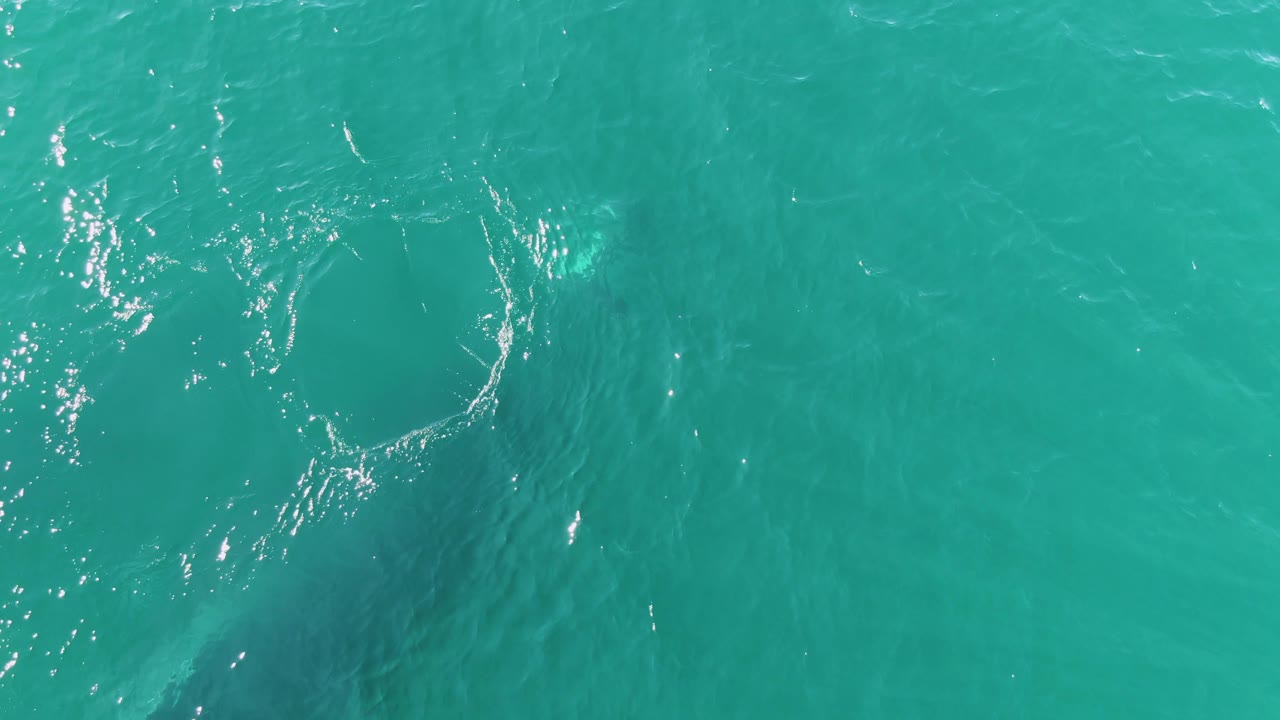 Top-down Punta Gorda Beach ocean frame with a near-circular white bubble ring, light ripples, and a pale underwater animal shape to the upper right, with no visible people.