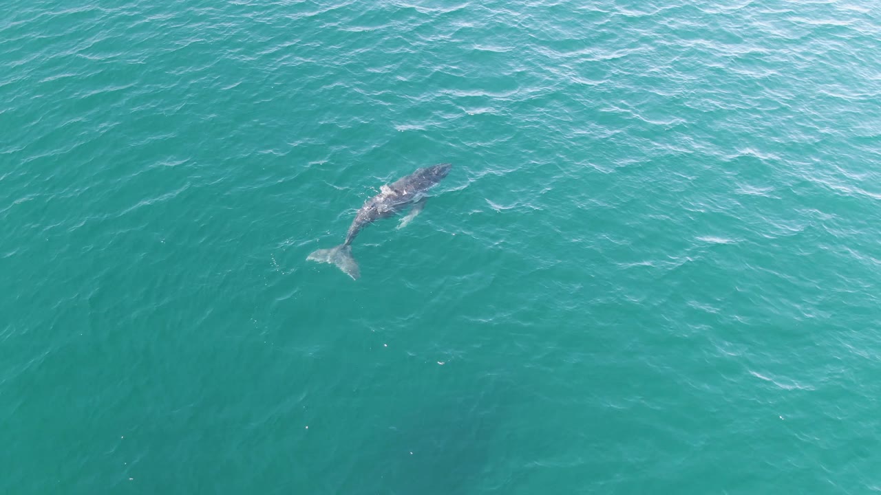 Overhead view of a whale near the surface of turquoise water at Punta Gorda Beach, Baja California Sur, Mexico, with small ripples around its tail and no visible people.
