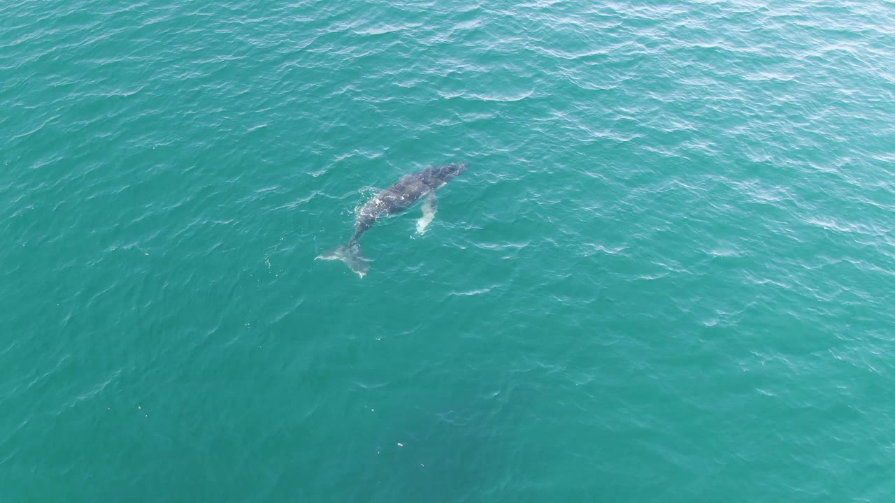 Aerial frame of the whale slightly farther across the turquoise ocean surface at Punta Gorda Beach, with pale wave lines and no visible people or vessels.