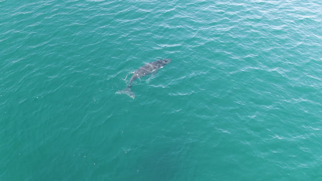 Top-down view of the whale partially submerged in turquoise ocean at Punta Gorda Beach, Baja California Sur, Mexico, with its body angled through soft surface ripples and no visible people.