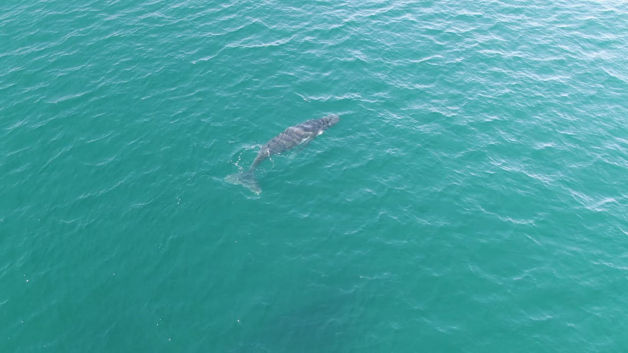 Whale in turquoise water with ripples near its tail.
