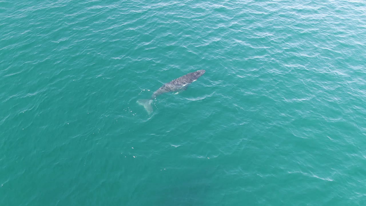 A whale appears near the upper left of the frame in turquoise water at Punta Gorda Beach, Baja California Sur, with pale surface ripples and no visible people.