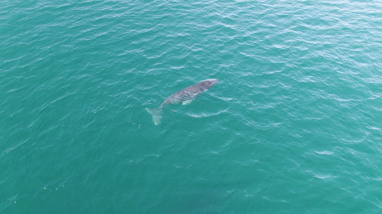 Whale gliding below rippled turquoise water.