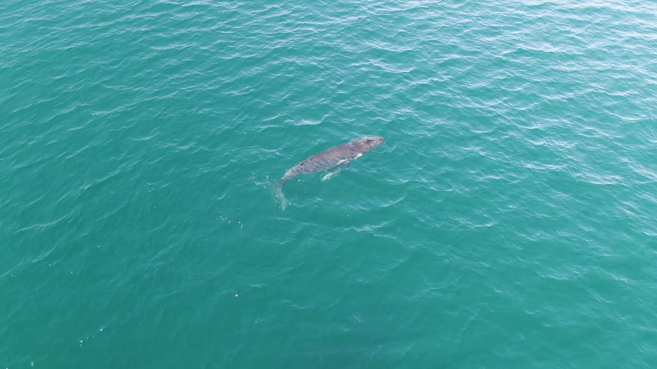 A whale remains visible near the top right area of the frame in turquoise water at Punta Gorda Beach, Baja California Sur, with a faint tail mark and no visible people.