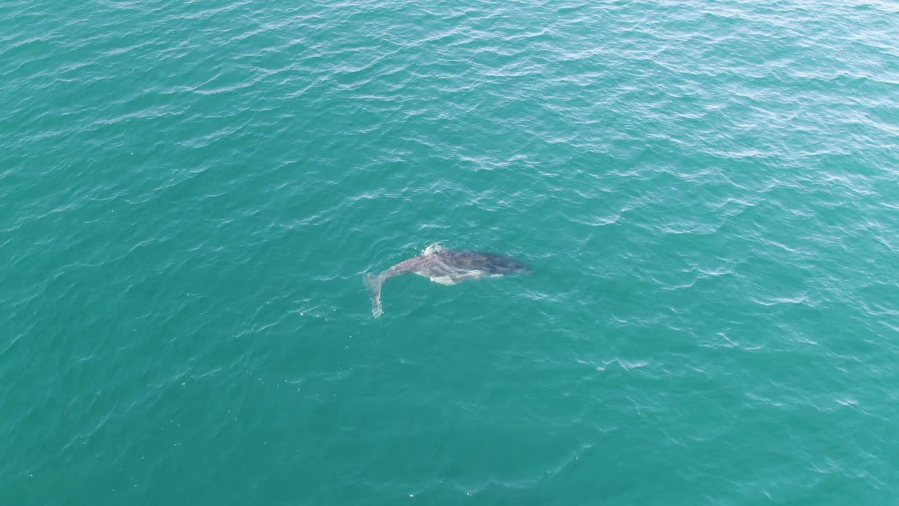 At Punta Gorda Beach, Baja California Sur, a whale is seen just under the turquoise ocean surface near the left side of the frame with small ripples around it and no visible people.