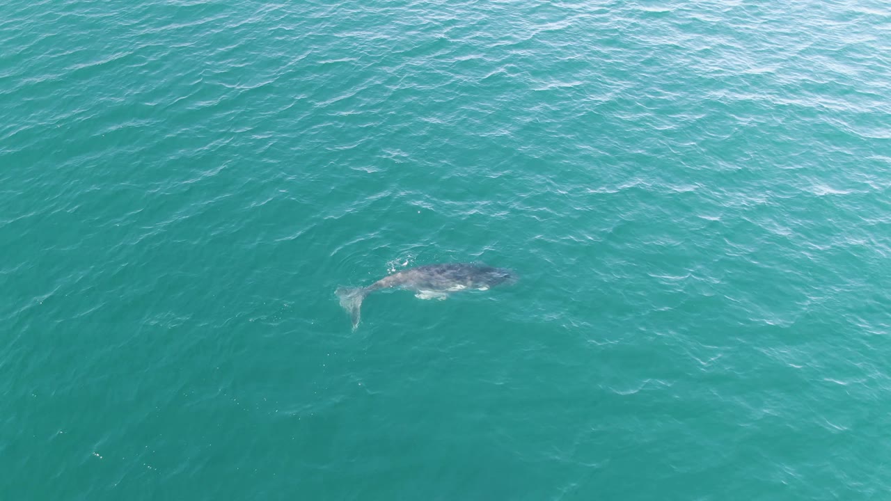 At Punta Gorda Beach, Baja California Sur, the whale appears closer to the center of the aerial frame beneath rippled turquoise water, with no visible people or vessels.