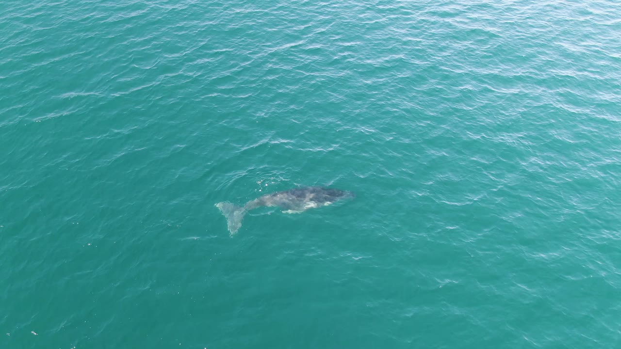 At Punta Gorda Beach, Baja California Sur, the whale is visible under the surface toward the right side of the aerial view, surrounded by bright turquoise water and fine wave texture with no visible people.