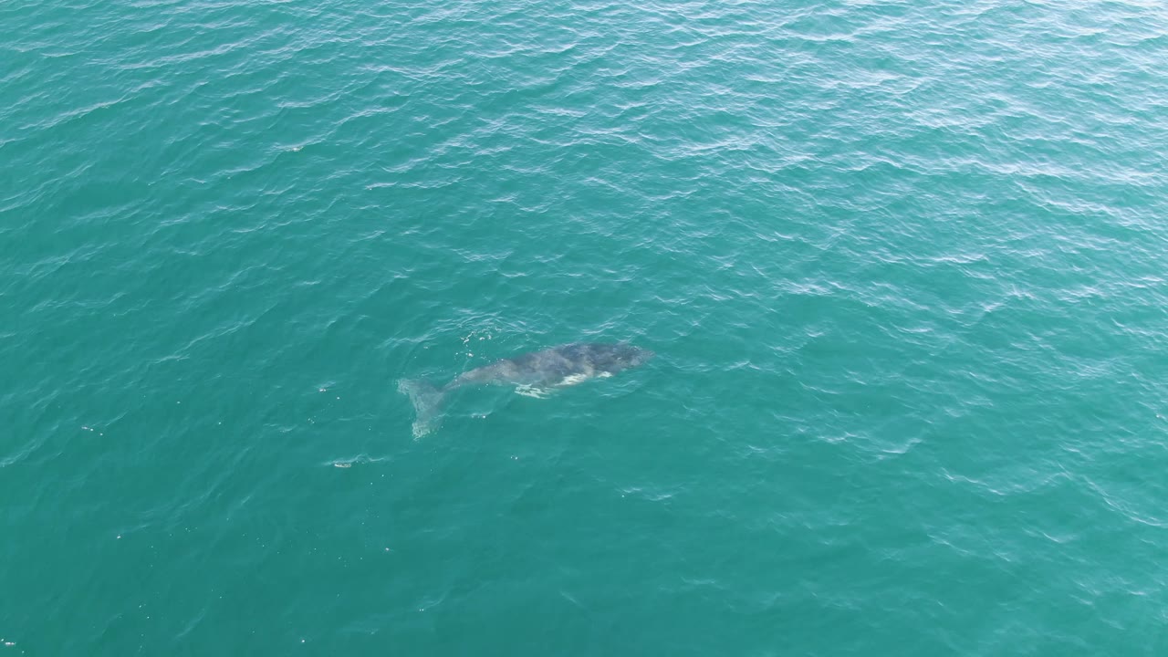 Whale partly submerged in turquoise ocean.