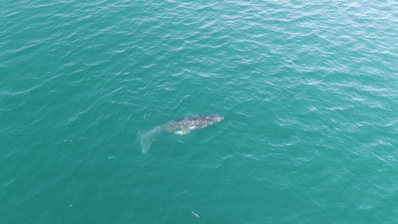 Whale near the surface of turquoise ocean water at Punta Gorda Beach, Baja California Sur, with its body and tail faintly visible and no visible people.
