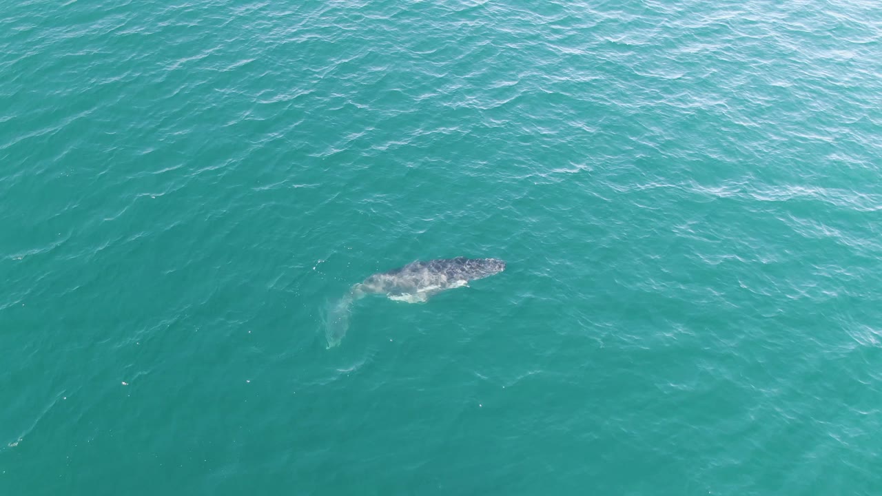 Whale swimming under rippled turquoise water at Punta Gorda Beach, Baja California Sur, with the upper body clearer than the tail and no visible people.