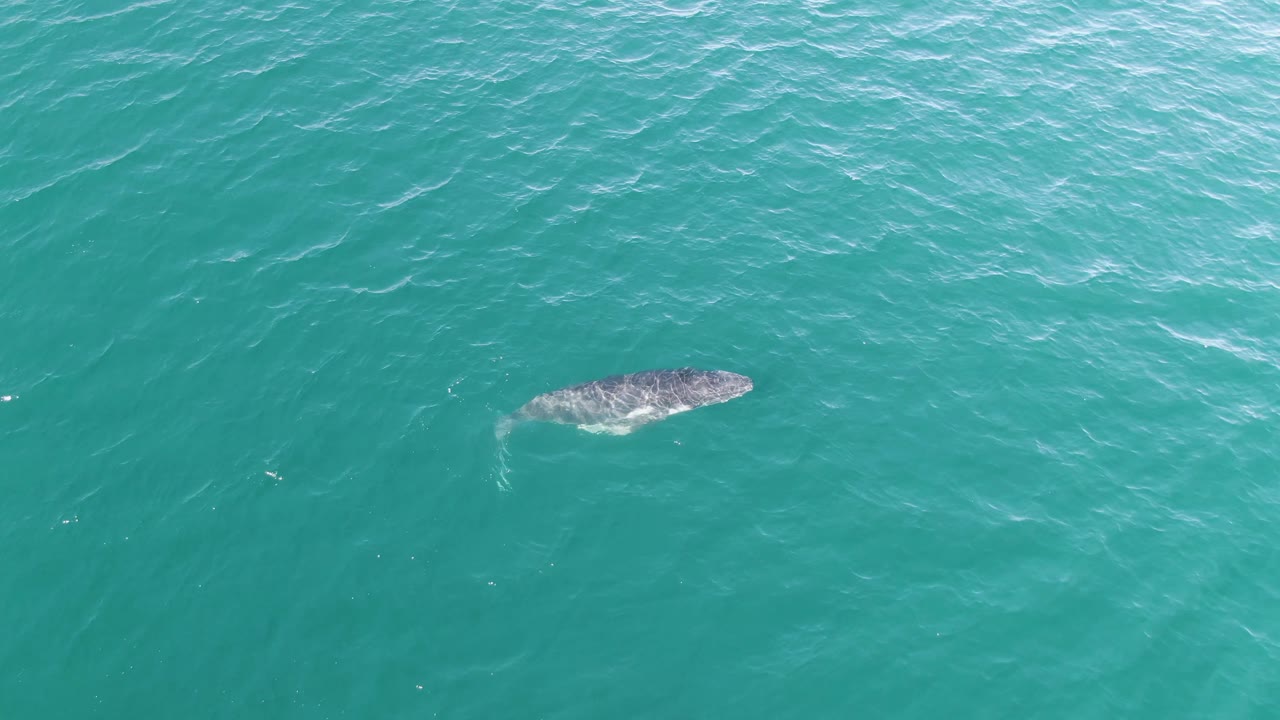 Whale body visible beneath the teal ocean surface at Punta Gorda Beach, Baja California Sur, with a small wake pattern behind it and no visible people.