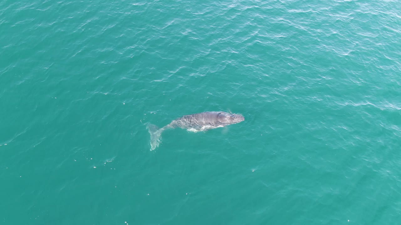 Whale and tail seen from above in turquoise water.