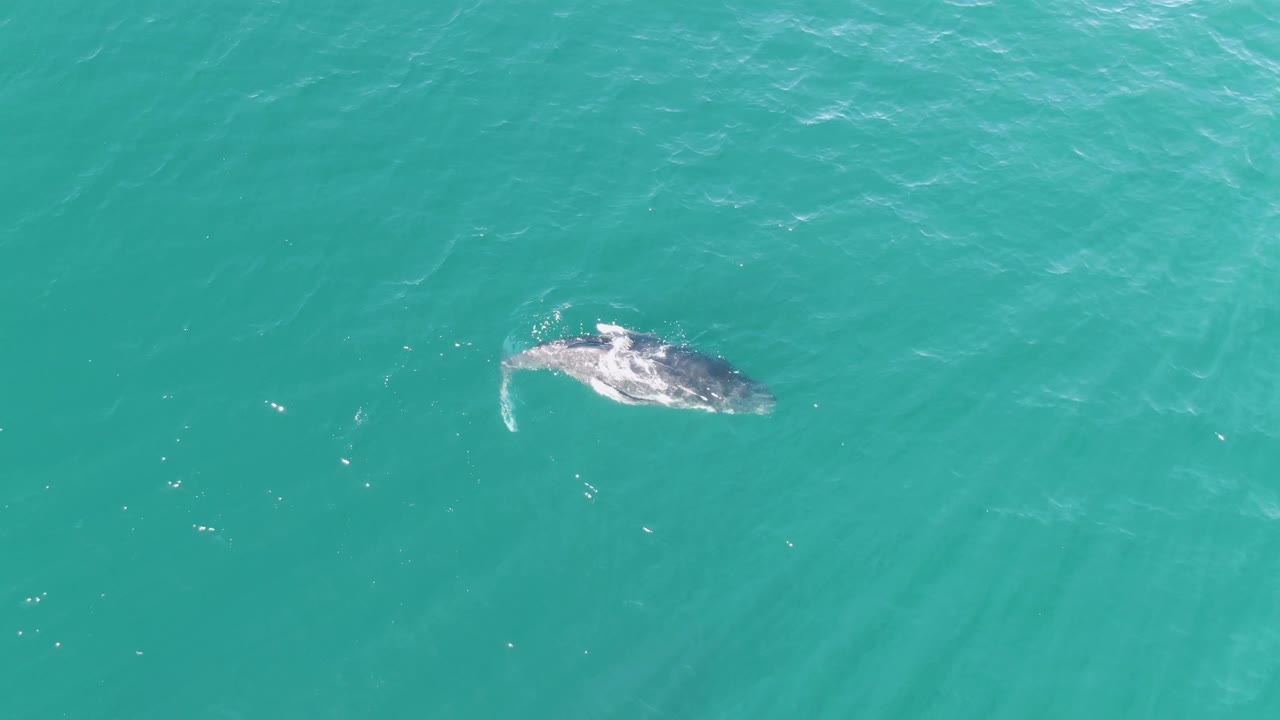 Whale near the surface in turquoise ocean water