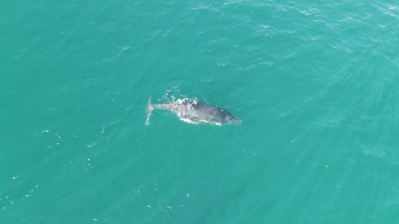A whale moves through clear turquoise water at Punta Gorda Beach, Baja California Sur, with its body and tail visible under the surface and no visible people.