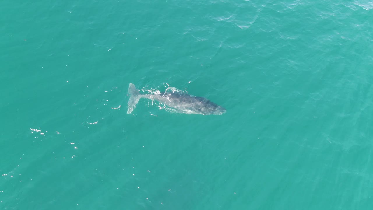 The whale remains near the surface in turquoise ocean at Punta Gorda Beach, Baja California Sur, with ripples and pale streaks in the water and no visible people.