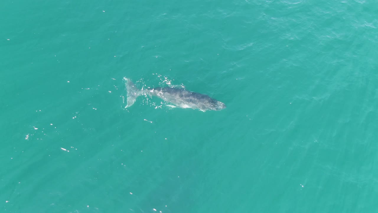 Overhead frame of the whale in bright turquoise water at Punta Gorda Beach, Baja California Sur, with the tail more prominent at the left side of the body and no visible people.