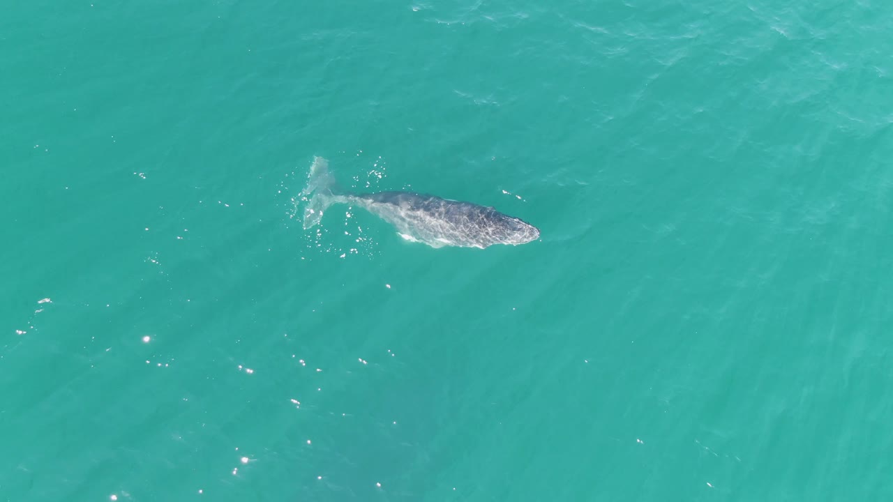 Whale near the surface in turquoise ocean water