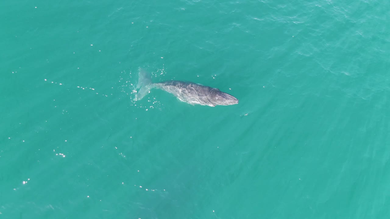 A whale remains centered in open turquoise water at Punta Gorda Beach, Baja California Sur, Mexico, with a small disturbed patch behind its tail and no visible people.
