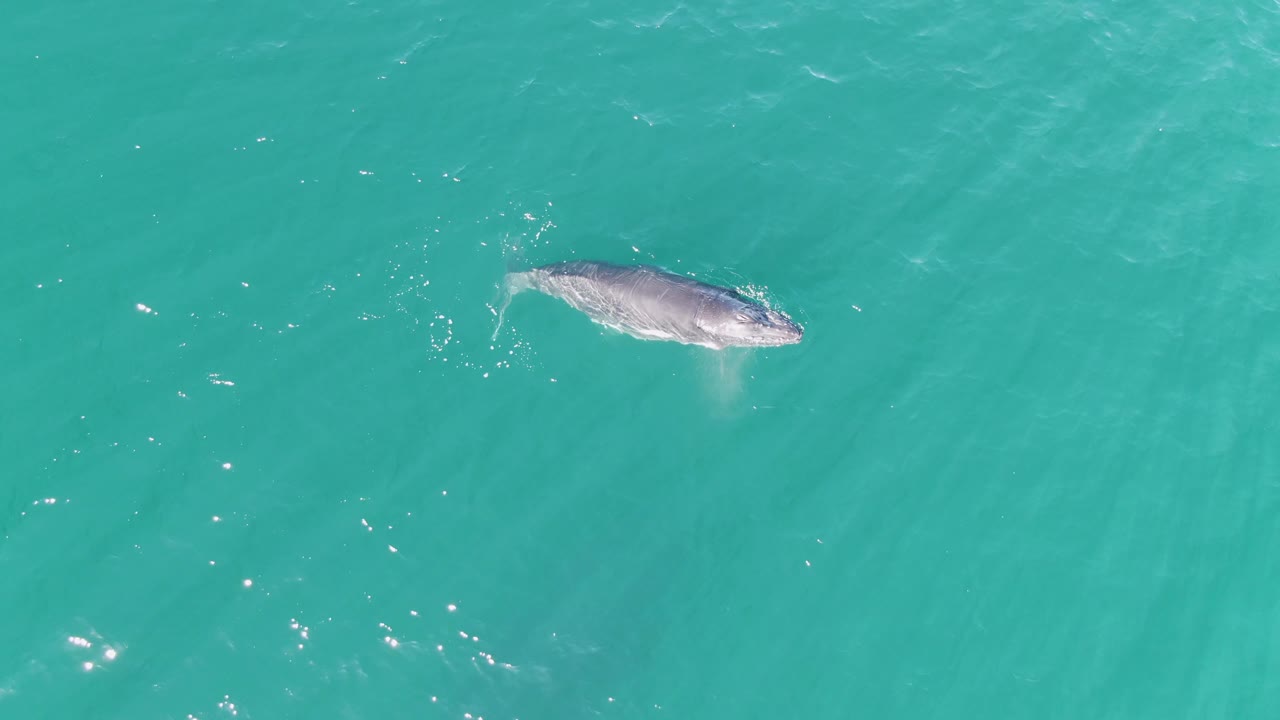 A whale swims at the surface of turquoise ocean water at Punta Gorda Beach, Baja California Sur, Mexico, with brighter white splashes near the head and tail and no visible people.
