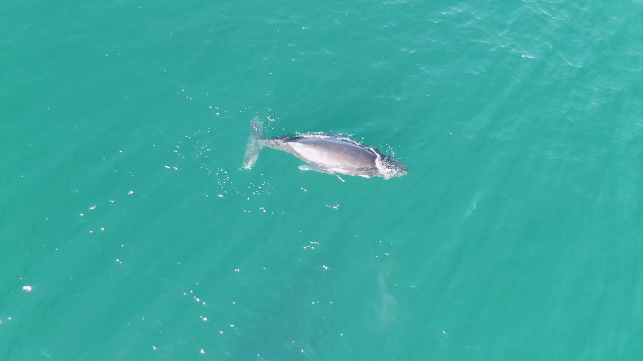 A whale is seen more fully from above in turquoise water at Punta Gorda Beach, Baja California Sur, Mexico, with its pale underside visible and no visible people.