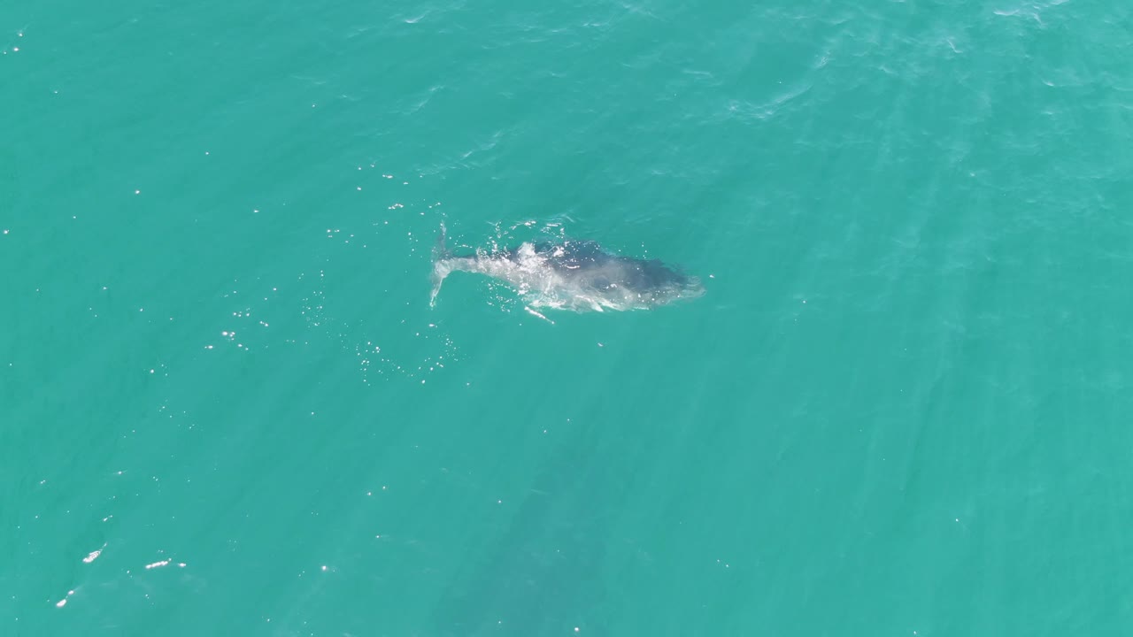 Overhead view at Punta Gorda Beach, Baja California Sur of a whale just below the turquoise water surface near the left side of frame, with no visible people.