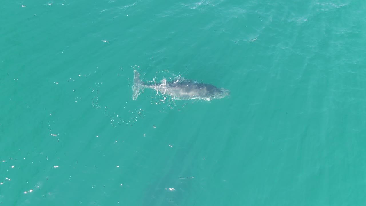 Overhead frame at Punta Gorda Beach, Baja California Sur showing the whale more centered under clear turquoise water, with a pale tail and no visible people.