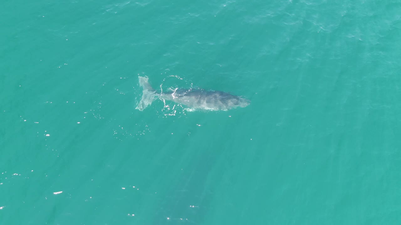 Overhead frame at Punta Gorda Beach, Baja California Sur with the whale near the upper right portion of the turquoise water and a small wake pattern behind it, with no visible people.