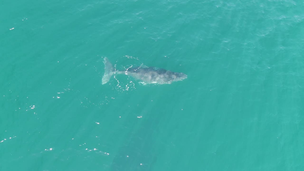 Whale under turquoise ocean with tail splash at left.