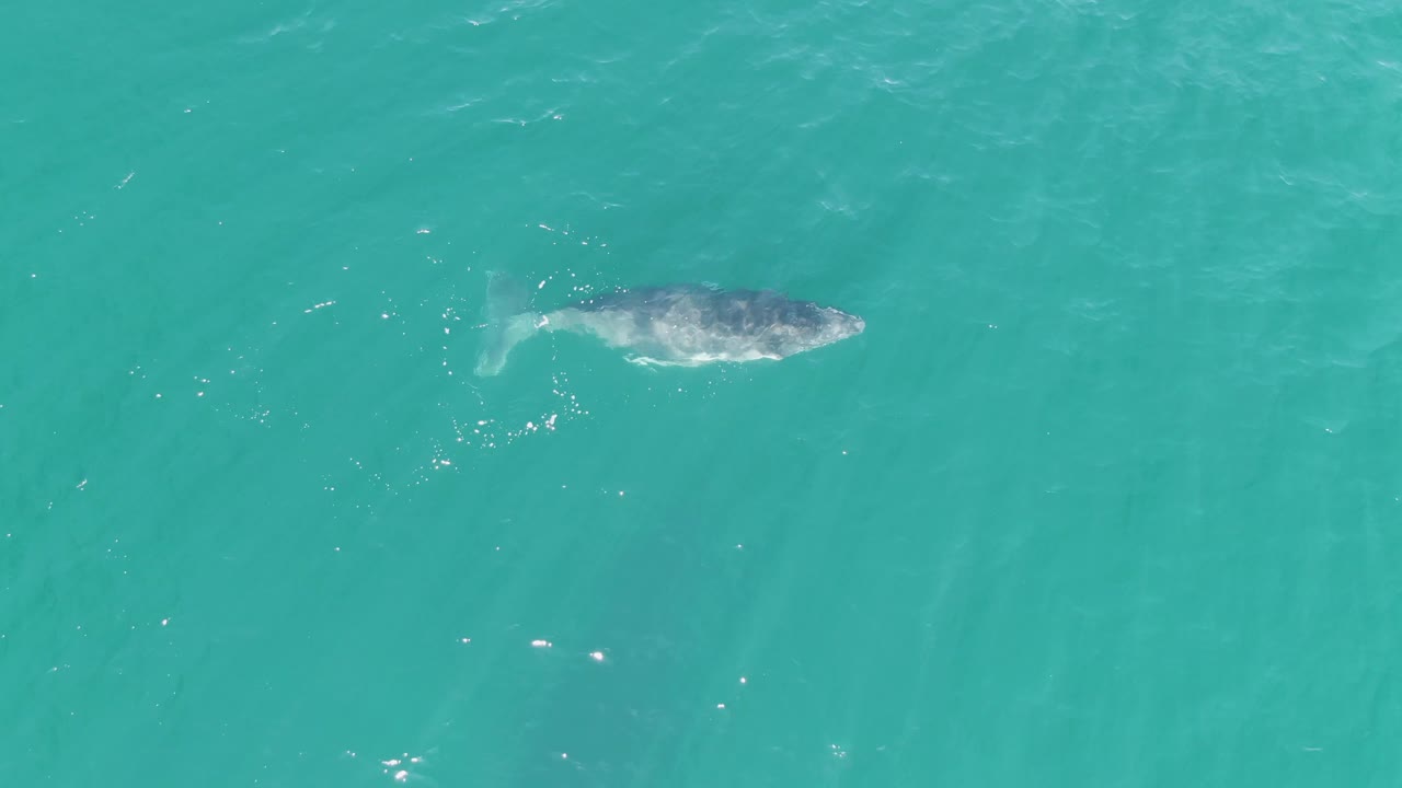 Overhead view of a whale near the surface of turquoise water at Punta Gorda Beach, Baja California Sur, with a faint tail wake and no visible people.
