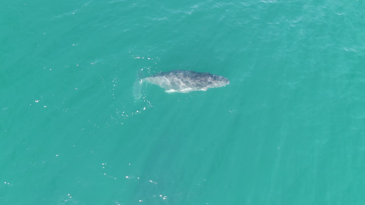 A whale appears near the top center of the overhead frame at Punta Gorda Beach, Baja California Sur, with light ripples trailing behind it and no visible people.