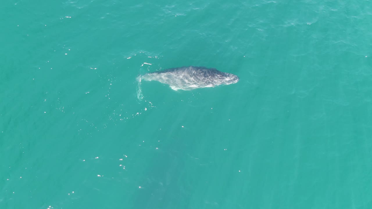 Overhead frame of a whale near the upper-right area of turquoise ocean at Punta Gorda Beach, Baja California Sur, with brighter wash around its back and no visible people.