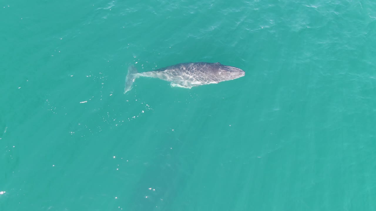 Whale seen from above with tail wake in turquoise water