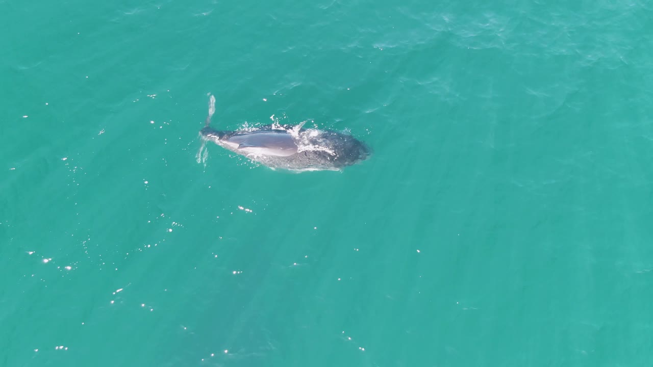Whale near the surface in turquoise ocean water