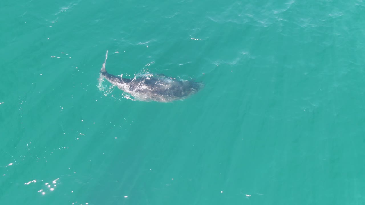 The whale appears slightly farther across the turquoise ocean surface at Punta Gorda Beach, with its back visible below ripples and no visible people.