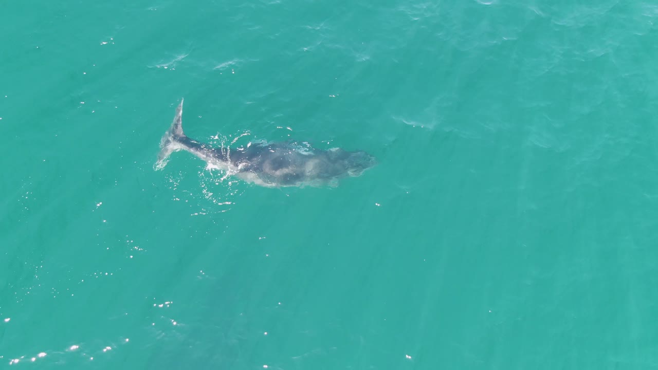 The whale's body and tail are visible near the surface in turquoise water at Punta Gorda Beach, with small bright splash marks and no visible people.