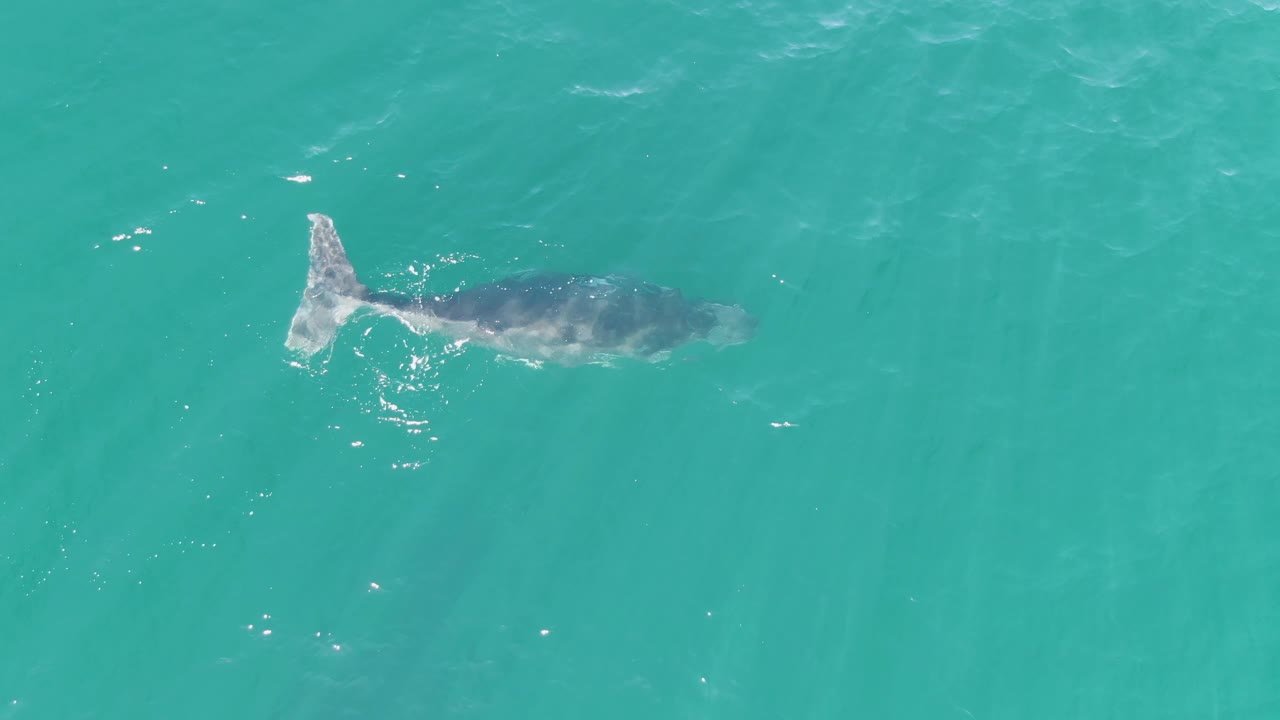 The whale moves through open turquoise ocean at Punta Gorda Beach, with a broader patch of ripples behind it and no visible people.