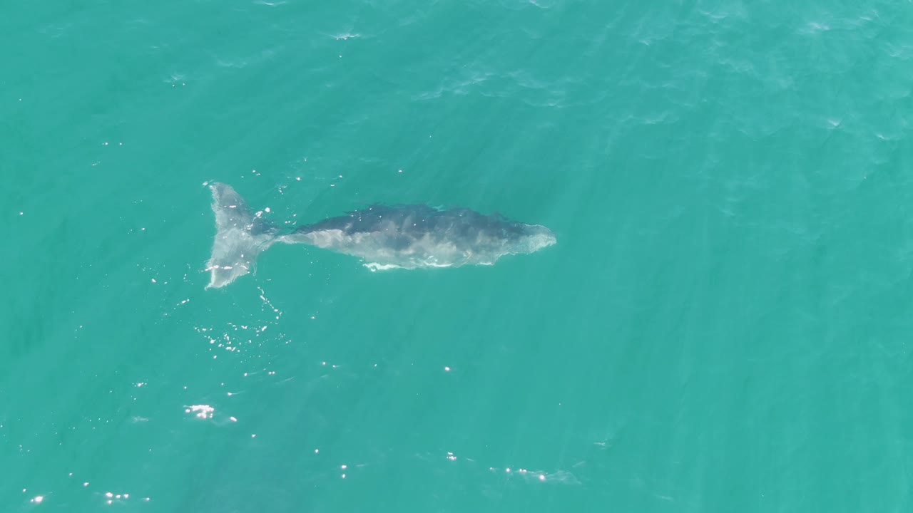 Whale swimming beneath turquoise ocean water