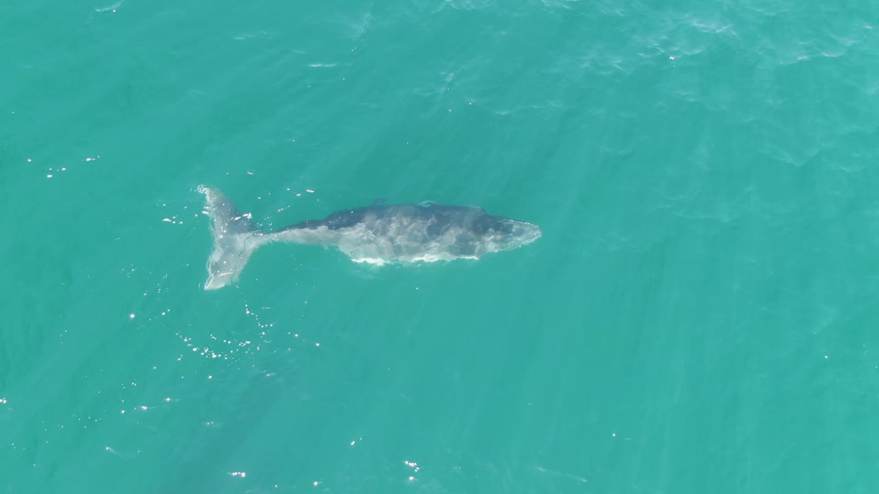 The whale remains near the surface in clear turquoise water at Punta Gorda Beach, Baja California Sur, Mexico, with small bright ripples around the body and no visible people.