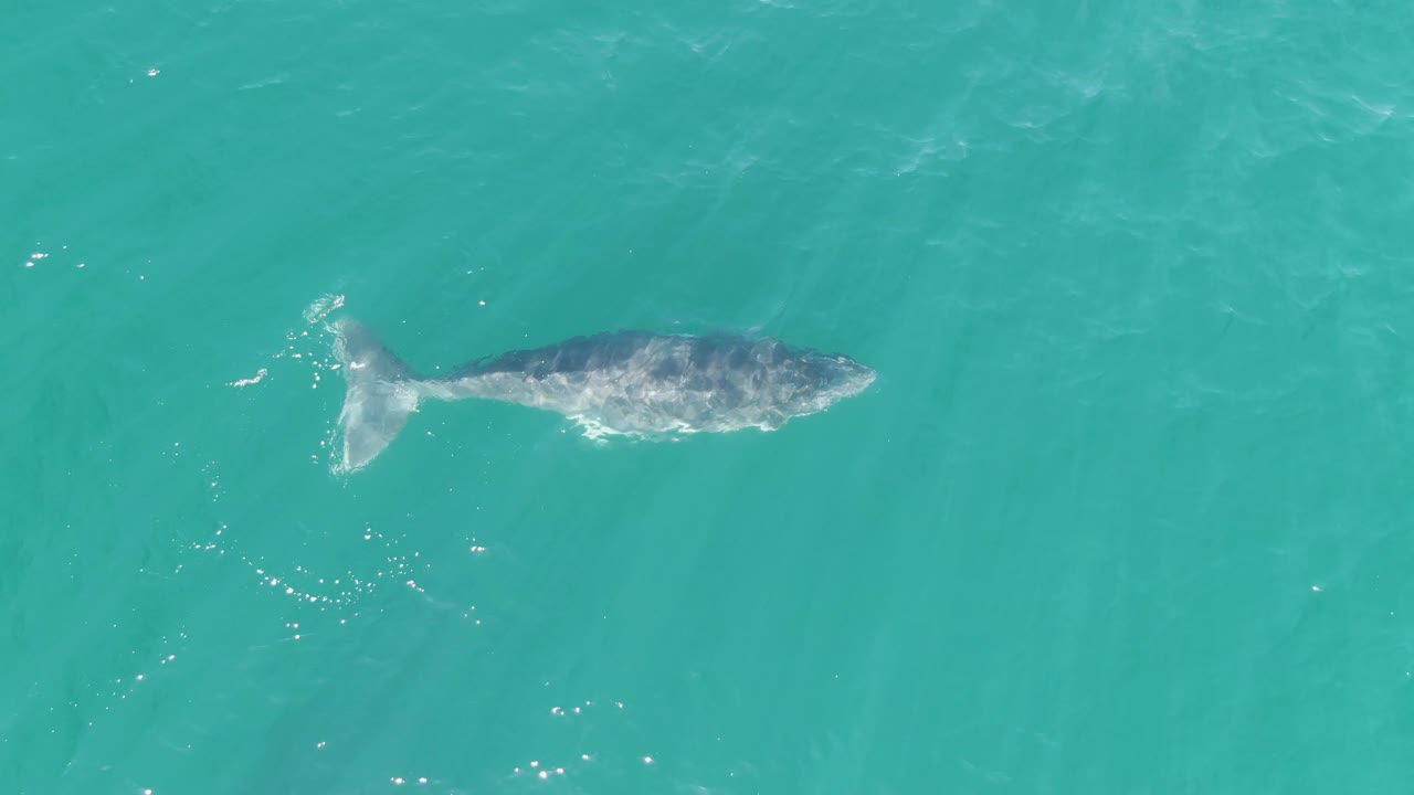 Overhead frame of the whale moving through uninterrupted turquoise ocean at Punta Gorda Beach, Baja California Sur, Mexico, with its tail at left and no visible people.