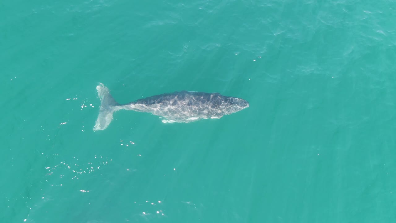 A slightly lower-in-frame overhead view shows the whale below the turquoise surface at Punta Gorda Beach, Baja California Sur, Mexico, with faint water texture and no visible people.