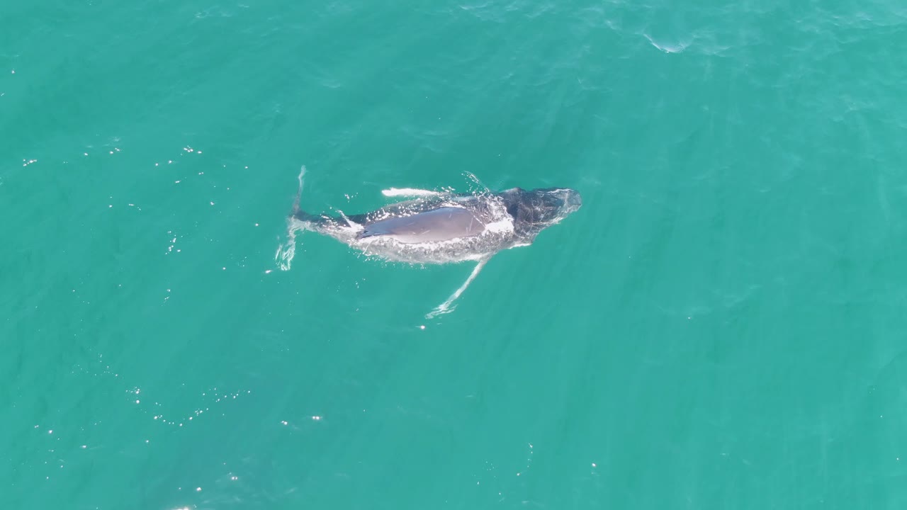 Overhead view of a humpback whale swimming near the surface at Punta Gorda Beach, Baja California Sur, Mexico, with a pale fin visible and no visible people.