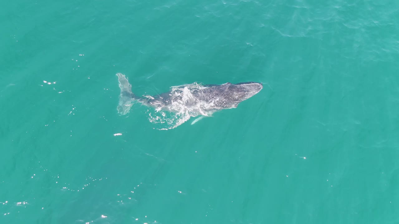 The humpback whale continues across turquoise water at Punta Gorda Beach, Baja California Sur, Mexico, with white splashes around its back and no visible people.