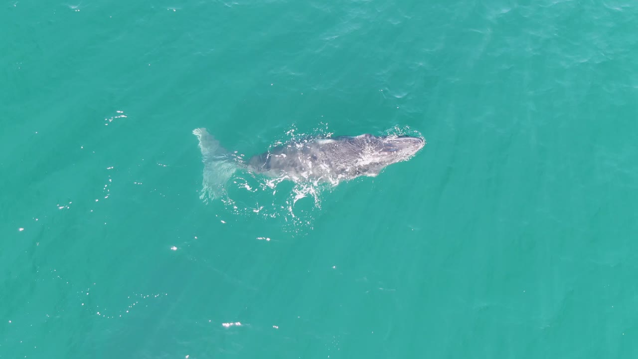 Overhead frame of the humpback whale in Punta Gorda Beach water, with its body angled through turquoise ocean and a trail of small white ripples, no visible people.