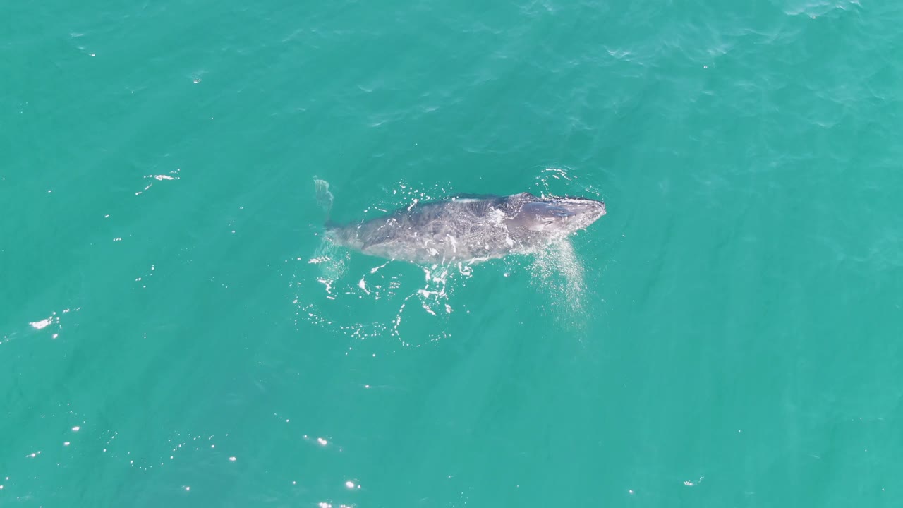 A humpback whale surfaces in turquoise water at Punta Gorda Beach, Baja California Sur, Mexico, with brighter foam around the lower side of its body and no visible people.