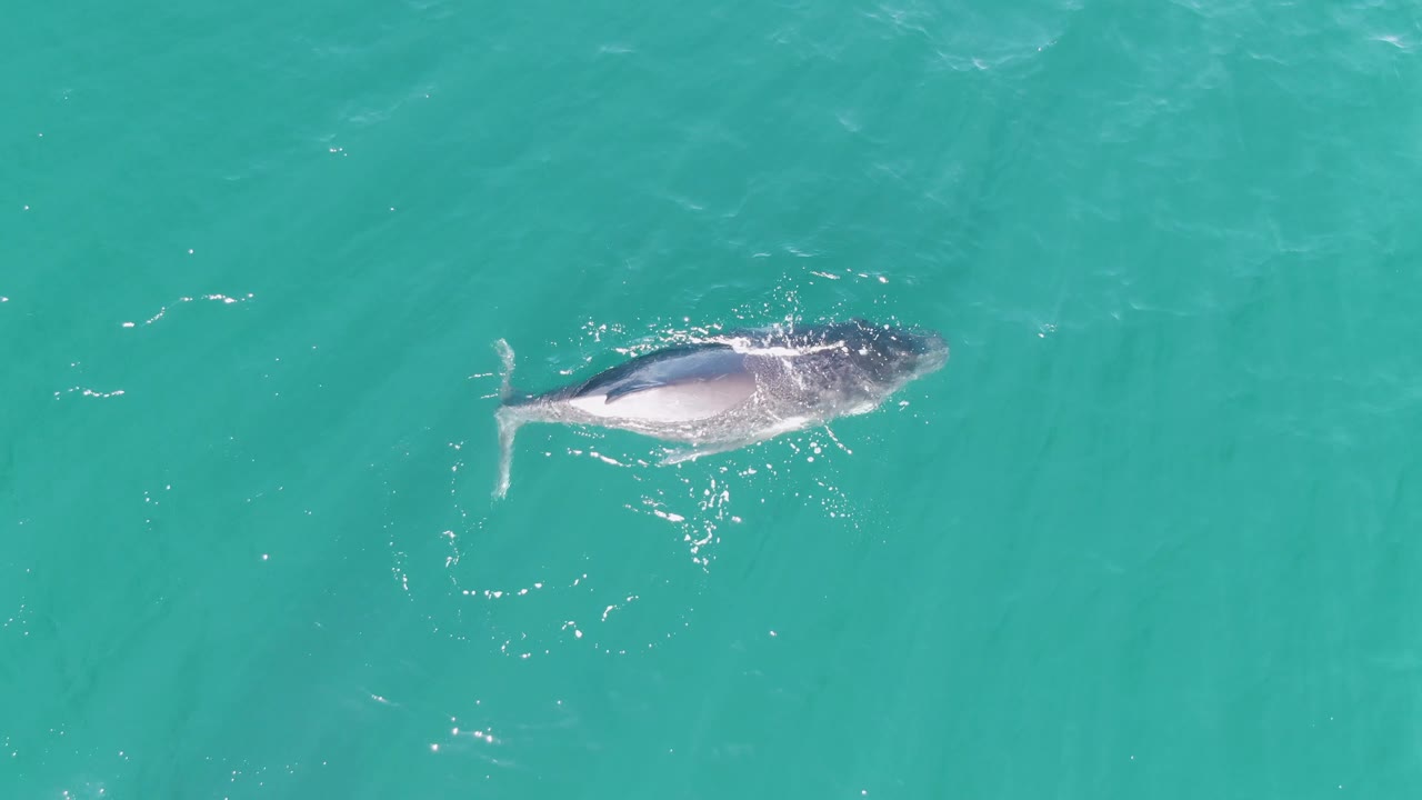 Whale swimming in turquoise ocean water from above
