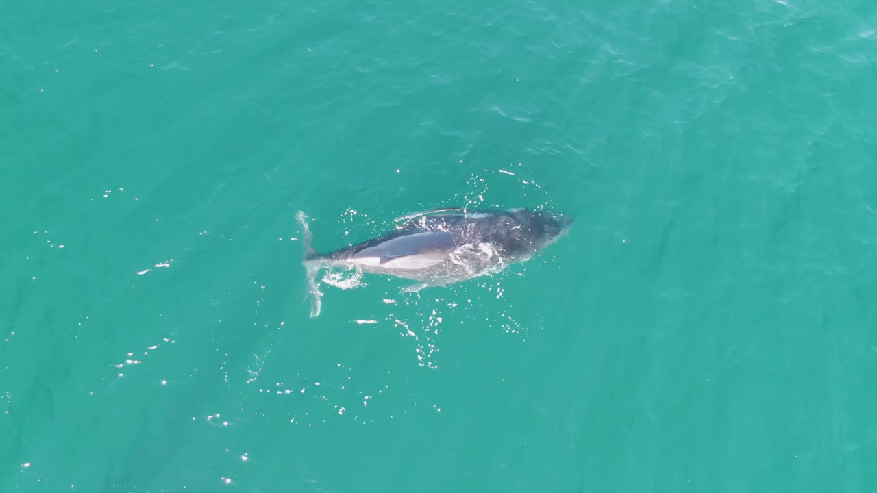 Aerial frame of the whale farther across the turquoise ocean at Punta Gorda Beach, with a pale underside, tail wake, and no visible people.